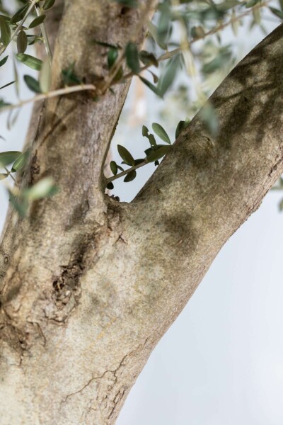 Olivenbaum / Olea Europaea Knorrig verzweigt