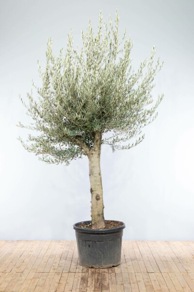 Olivenbaum Olea Europea Knorrig 40-50 200-225 Topf Olivenbaum / Olea Europaea Knorrig verzweigt 200-225 cm