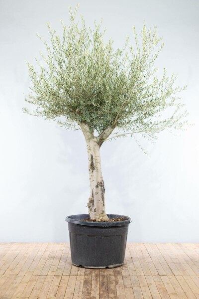 Olivenbaum Olea Europea Knorrig 50-60 200-225 Topf Olivenbaum / Olea Europaea Knorrig verzweigt 200-225 cm