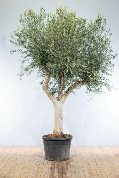 Olivenbaum Olea Europea Knorrig 60-70 200-225 Topf Olivenbaum / Olea Europaea Knorrig verzweigt 200-225 cm