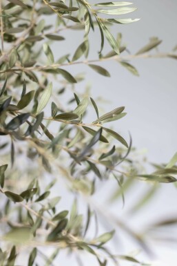 Olivenbaum / Olea Europaea Knorrig verzweigt 200-225 cm