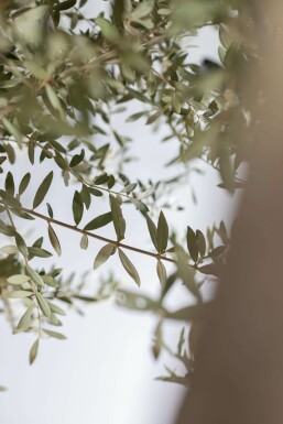 Olivenbaum / Olea Europaea Knorrig verzweigt 200-225 cm