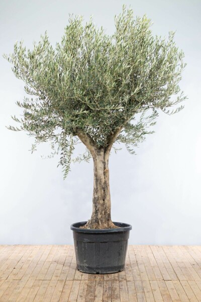 Olivenbaum / Olea Europaea Knorrig verzweigt Old Skin 175-200 cm