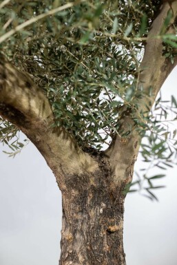 Olivenbaum / Olea Europaea Knorrig verzweigt Old Skin 175-200 cm