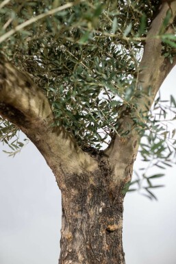 Olivenbaum Olea Europea Knorrig 30-40 175-200 Topf