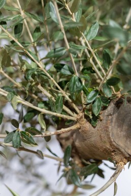Olivenbaum / Olea Europaea Knorrig verzweigt Old Skin 175-200 cm