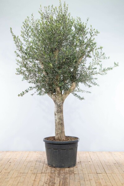 Olivenbaum Olea Europea Knorrig 40-50 200-225 Topf Olivenbaum / Olea Europaea Knorrig verzweigt Old Skin 200-225 cm