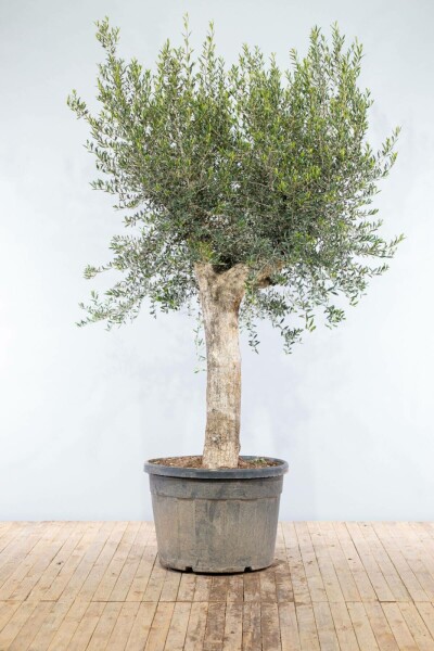 Olivenbaum / Olea Europaea Knorrig verzweigt Old Skin 200-225 cm