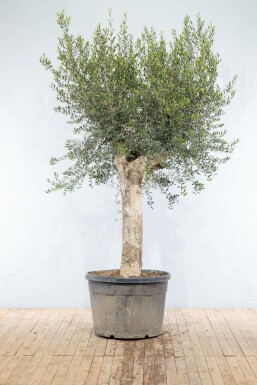 Olivenbaum Olea Europea Knorrig 50-60 200-225 Topf Olivenbaum / Olea Europaea Knorrig verzweigt Old Skin 200-225 cm