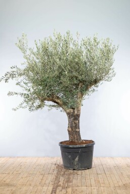 Olivenbaum / Olea Europaea Knorrig verzweigt Old Skin