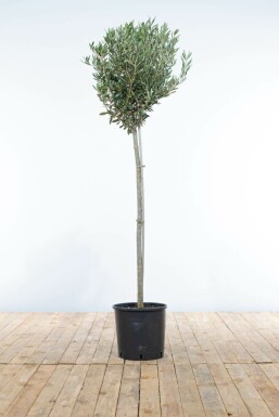 Olivenbaum / Olea Europaea Ministamm