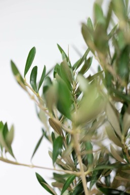Olivenbaum Olea Europea Mini-Stamm 120-140 Topf