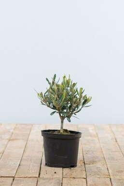 Olivenbaum Olea Europea Mini-Stamm 20-30 Topf