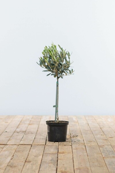 Olivenbaum / Olea Europaea Ministamm