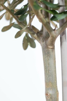 Olivenbaum Olea Europea Mini-Stamm 40-60 Topf