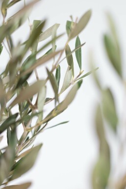 Olivenbaum Olea Europea Mini-Stamm 40-60 Topf Olivenbaum / Olea Europaea Ministamm 40-60 cm