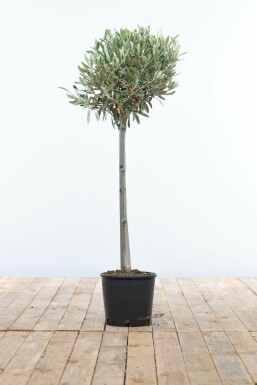 Olivenbaum Olea Europea Mini-Stamm 80-100 Topf Olivenbaum / Olea Europaea Ministamm 80-100 cm