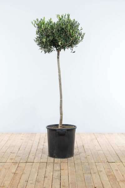 Olivenbaum / Olea Europaea auf Stamm 150-175 cm