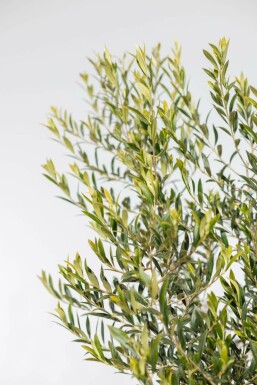 Olivenbaum Olea Europea Auf Stamm 10-15 150-175 Topf