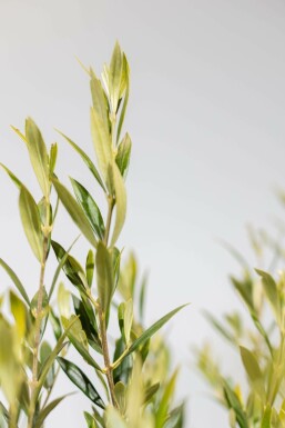 Olivenbaum / Olea Europaea auf Stamm 150-175 cm