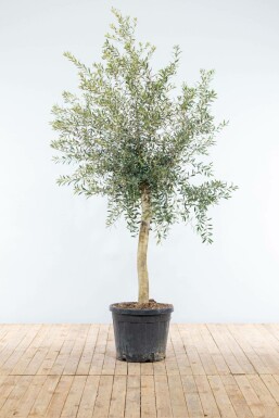 Olivenbaum / Olea Europaea auf Stamm