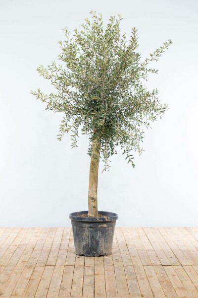 Olivenbaum Olea Europea Auf Stamm 20-30 150-175 Topf Olivenbaum / Olea Europaea auf Stamm 150-175 cm
