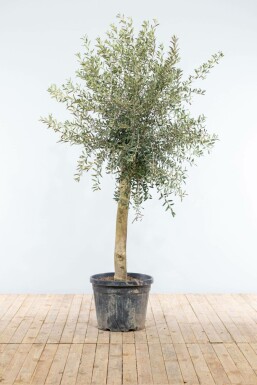 Olivenbaum Olea Europea Auf Stamm 20-30 150-175 Topf