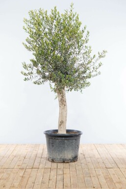 Olivenbaum Olea Europea Auf Stamm 30-40 175-200 Topf