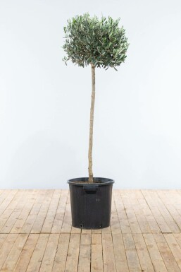 Olivenbaum Olea Europea Auf Stamm 8-10 125-150 Topf