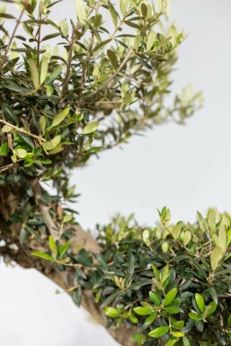 Olivenbaum Olea Europea Pompon 20-30 175-200 Topf