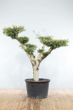 Olivenbaum Olea Europea Pompon 30-40 175-200 Topf