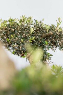 Olivenbaum Olea Europea Pompon 30-40 175-200 Topf