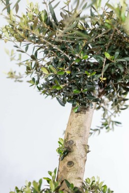 Olivenbaum Olea Europea Pompon 40-50 175-200 Topf