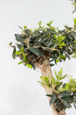 Olivenbaum Olea Europea Pompon 50-60 200-225 Topf