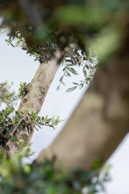 Olivenbaum Olea Europea Pompon 50-60 200-225 Topf