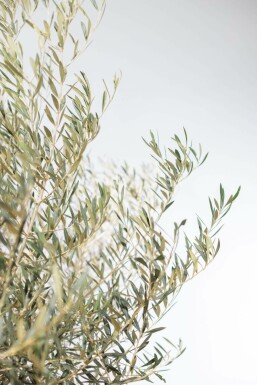 Olivenbaum Olea Europea Schale 40-60 150-175 Topf