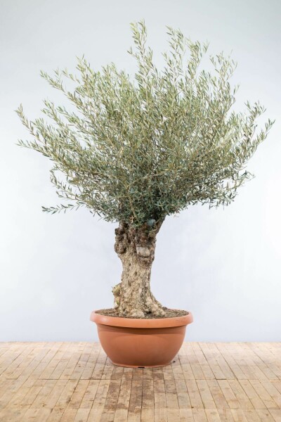 Olivenbaum / Olea Europaea Schale 175-200 cm