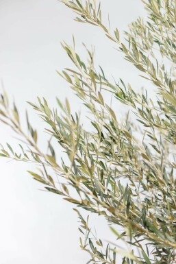 Olivenbaum / Olea Europaea Schale 175-200 cm