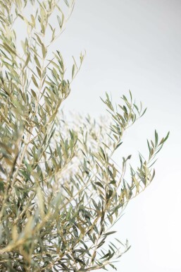 Olivenbaum / Olea Europaea Schale 175-200 cm