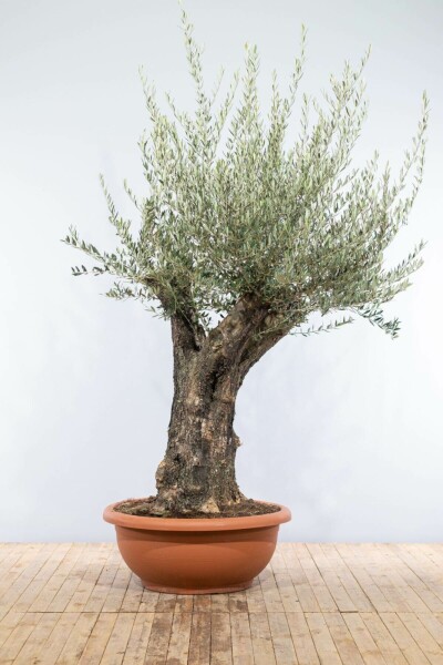 Olivenbaum / Olea Europaea Schale 200-225 cm