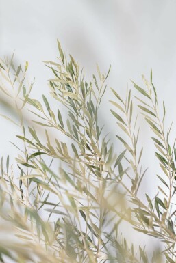 Olivenbaum / Olea Europaea Schale 200-225 cm