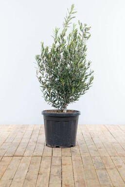 Olivenbaum / Olea Europaea Strauch