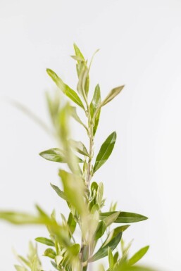 Olivenbaum Olea Europea Strauch 100-125 Topf Olivenbaum / Olea Europaea Strauch 100-125 cm