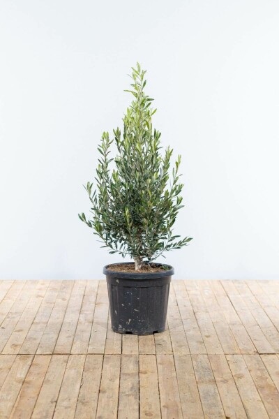Olivenbaum / Olea Europaea Strauch 125-150 cm