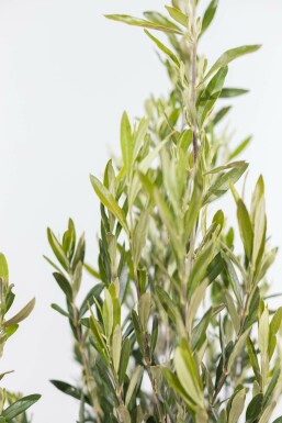 Olivenbaum Olea Europea Strauch 125-150 Topf