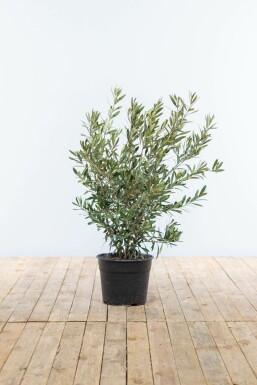 Olivenbaum Olea Europea Strauch 40-60 Topf Olivenbaum / Olea Europaea Strauch 40-60 cm