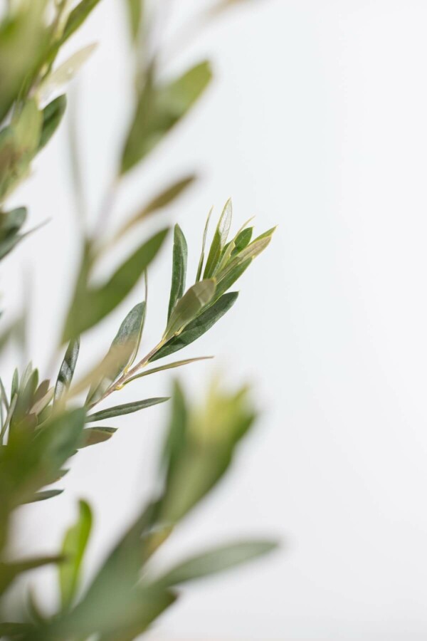 Olivenbaum Olea Europea Strauch 40-60 Topf Olivenbaum / Olea Europaea Strauch 40-60 cm