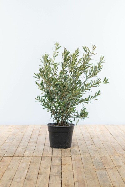 Olivenbaum / Olea Europaea Strauch 60-80 cm
