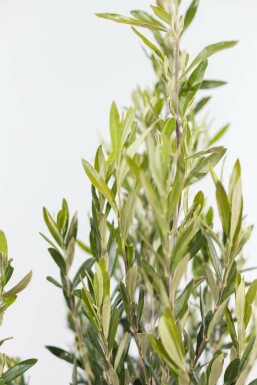 Olivenbaum / Olea Europaea Strauch 60-80 cm