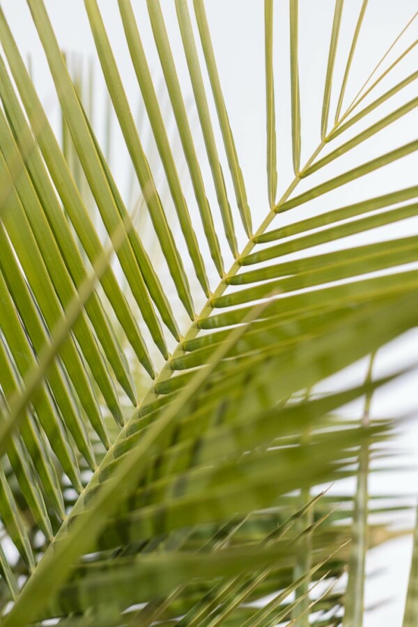 Gewöhnliche Geleepalme Butia Capitata Strauch 100-125 Topf Gewöhnliche Geleepalme / Butia Capitata Strauch 100-125 cm